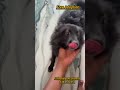 Bomerian dog adoption வந்திருக்கு🐶🐶 #kanyakumaridoglover #care #rescue #pets #adoption