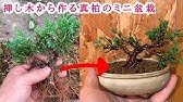 イチイの木の土の入れ替え 挿し木で育てたものは枯れてしまった Replacing The Soil Of The Yew Tree The Ones Grown On The Cuttings Hav Youtube