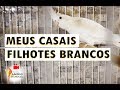 Os meus casais que geram filhotes brancos...