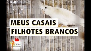 Os meus casais que geram filhotes brancos...