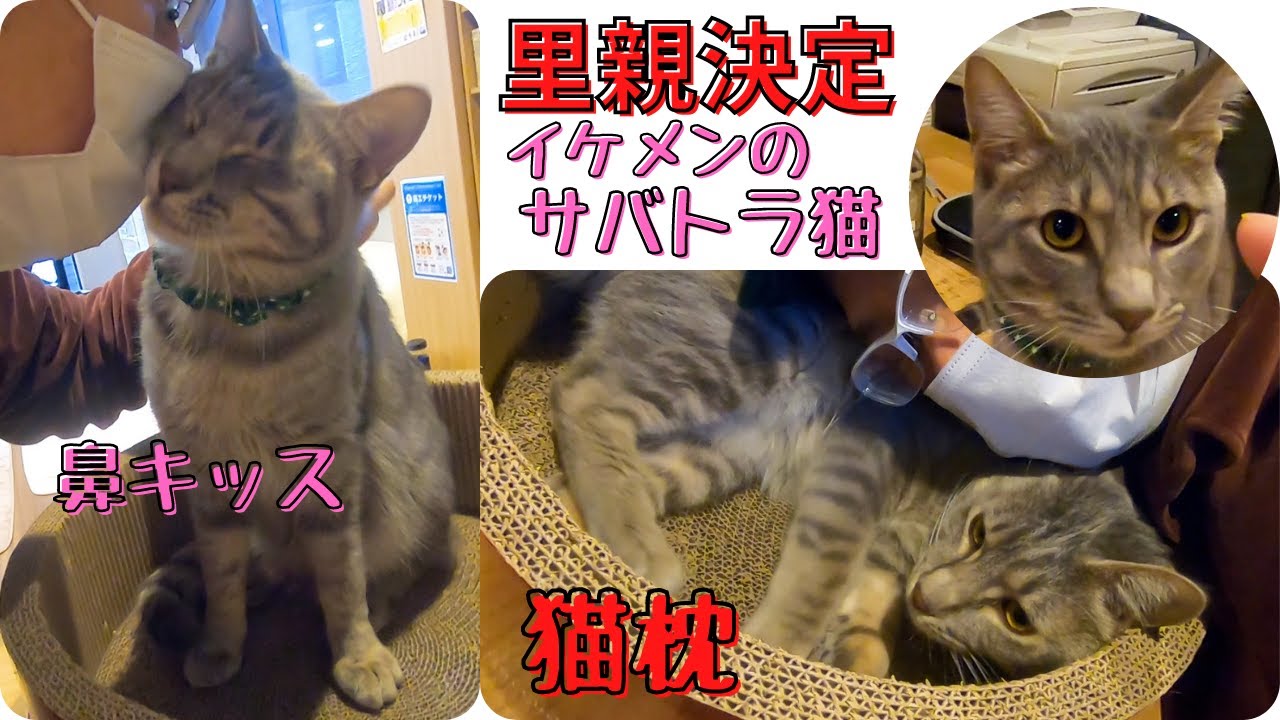イケメンのサバトラ猫鼻キッスに猫枕で里親決定 保護猫カフェ森のねこ舎 淡路 Handsome Silver Tabby Decided To Be A Foster Parent Youtube