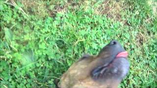 Meet Helga A Terrier American Pit Bull Currently Available For Adoption At Petango 10252012