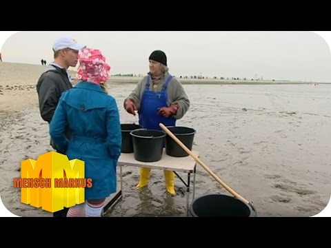 Neues vom Deich - Watt zum Sonderpreis | Mensch Markus