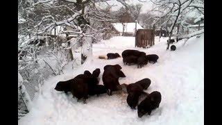 картинка: Вьетнамские свиньи. Рождественский экстрим. Зимнее содержание.