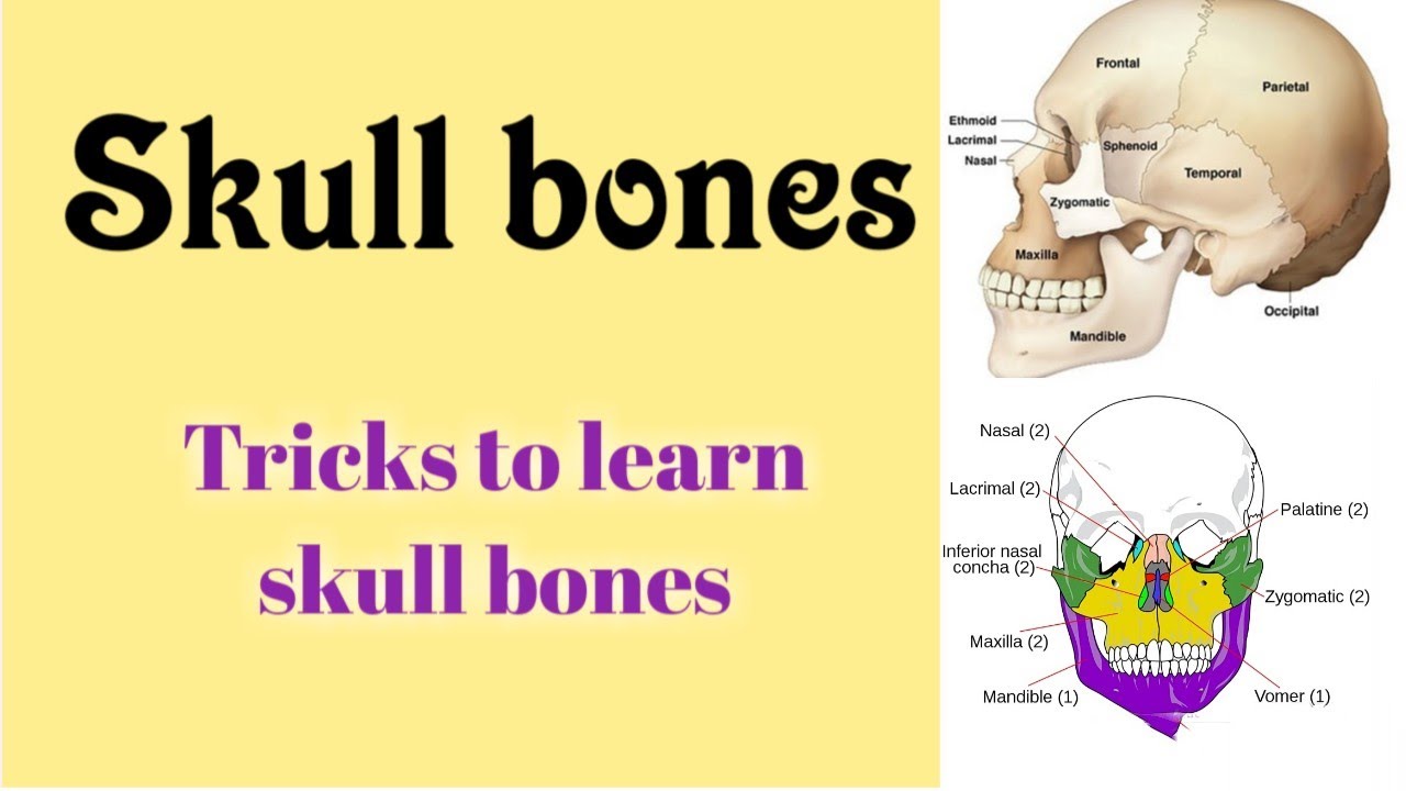 Skull bones. Cranial and Facial bones .Tricks to learn skull bones