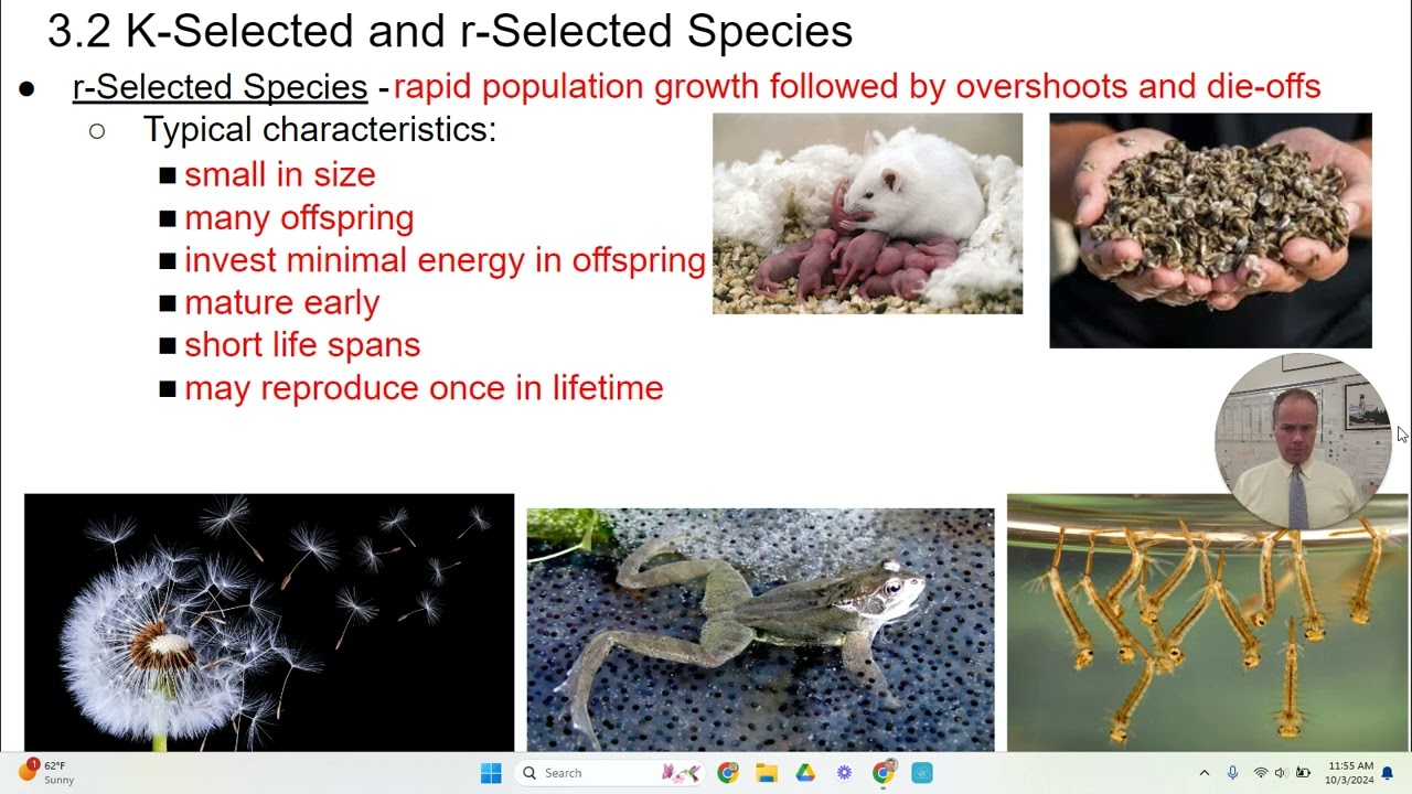 K Selection Examples R Selected Vs K Selected Fisheries Management Topics: R And K Selected