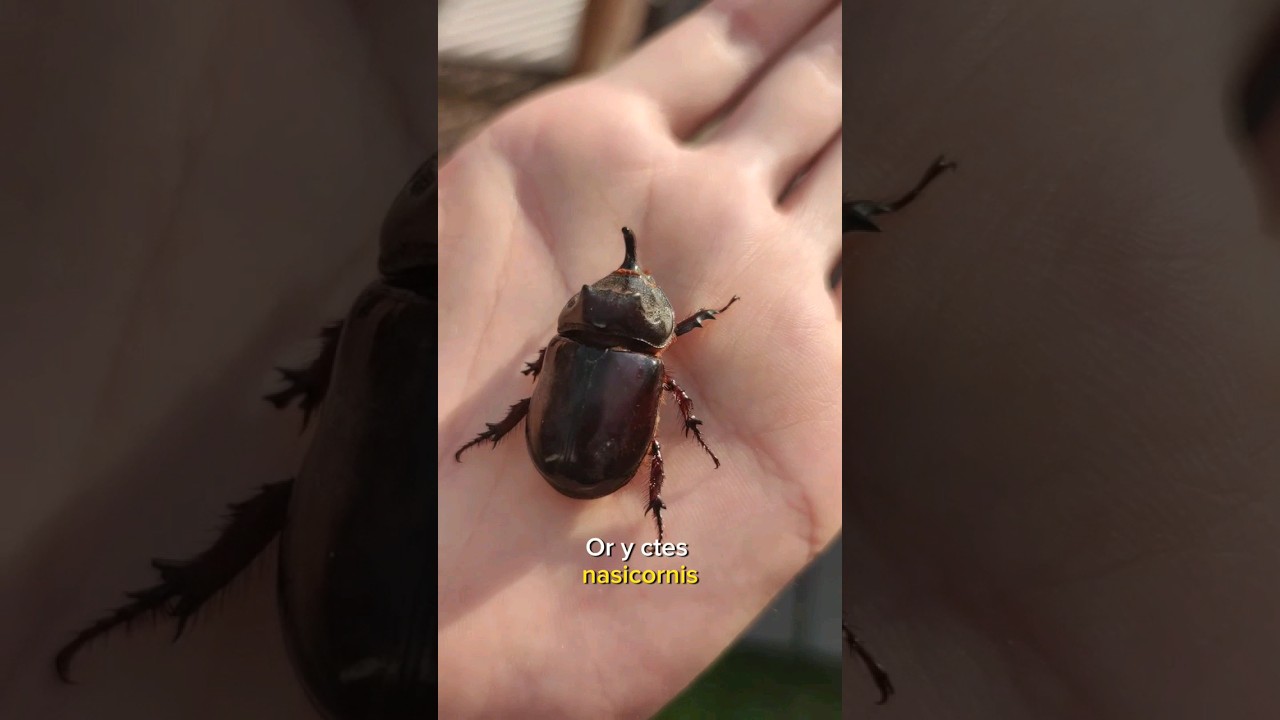 Uno de los animales más fuertes del mundo #biologia #curiosidades #shorts #animales