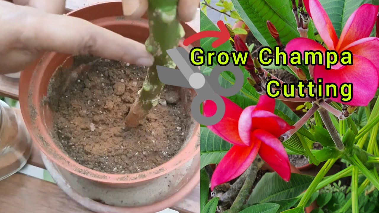 How To Grow Champa From Cutting / Plumeria From Cutting / Propagating