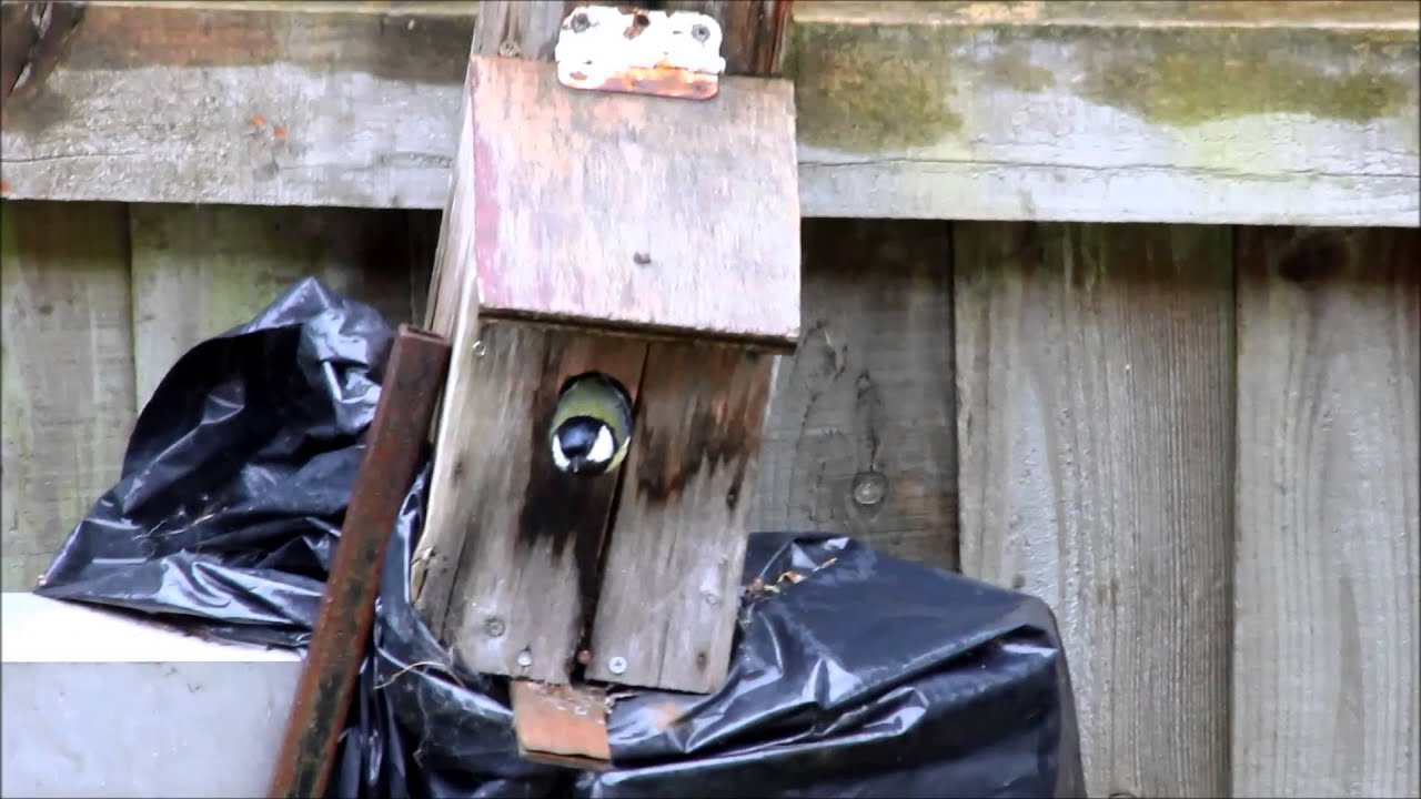great tits in my  nest box - YouTube