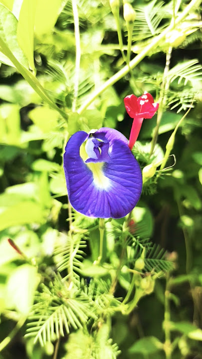 Beautiful vishnukranthi flower #greenplants #phyllanthusamarus #moneyplant #phytonicblue #greenplant