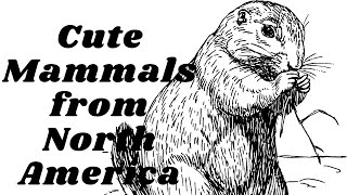 5 Unique Facts about Hoary Marmots, Cute Mammals from North America