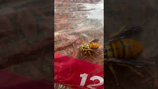 Yellowjacket Wasp Resting on a Mulch Bag
