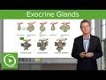 Exocrine Glands – Histology | Lecturio