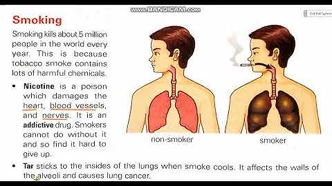 Class: 7th   Ch#5    Fit and healthy (Smoking)