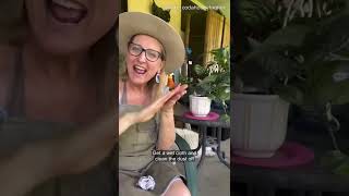 Three tips for pot plant care (Auslan/CC)