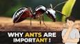 The Intriguing World of Ants: From Colony Dynamics to Ecological Impact ile ilgili video