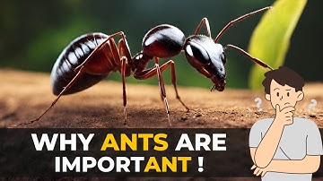 Why Are Ants Important | Ant Facts | The Planet Voice