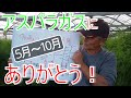 【アスパラガス】過酷な夏を乗り越えて!!