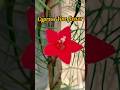 Cypress Vine flower grow 📈 #viral #shorts #trending #motivation