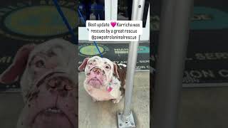 Pemilik Mengoleskan OLI MESIN ke Wajah Anjing Campuran Bulldog Sebagai "Perawatan" Buatan Sendiri...