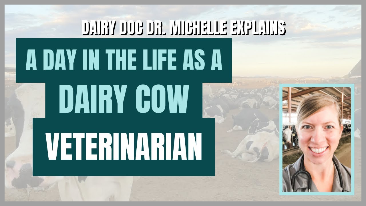 A Day In The Life As A Dairy Cow Veterinarian