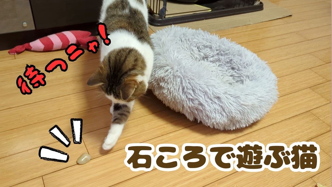 石を落として遊ぶ猫