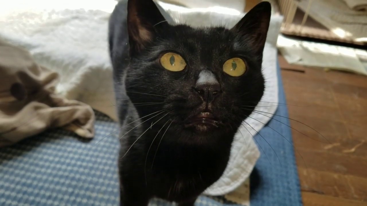 癒し動画 うさぎ ゴロニャン、ゴロニャンと甘えるクロネコのベニチャン。