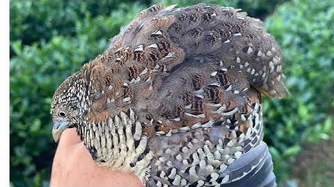 Tiếng chim cút rừng chuẩn 100%