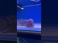 magma monster kok vvip available on best price #ytshorts #ytshorts #fish #oscarnominee #pantsoptiona