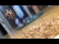 いつもの100倍のエサを見せるとクモはこうなる