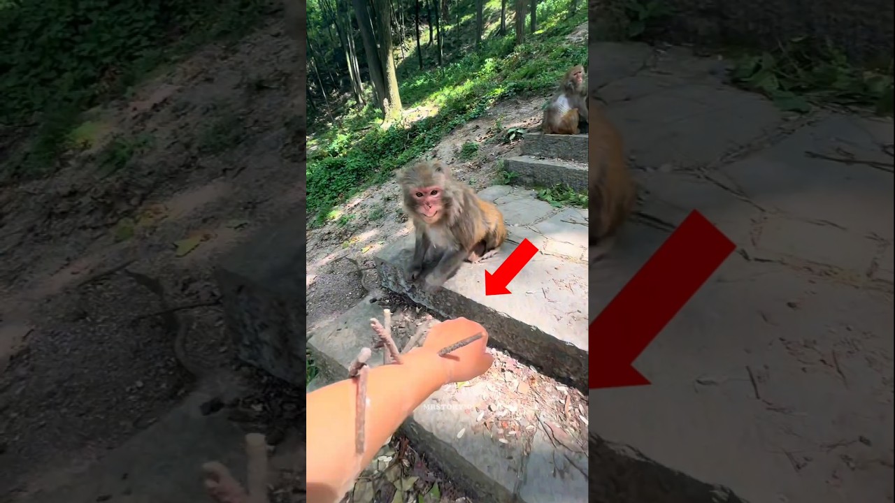 കുരങ്ങനെയൊന്ന് സഹായിച്ചപ്പോൾ 🐒🍅 | 