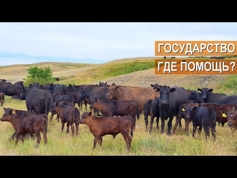 Племенное скотоводство. Какая