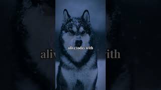 Be grateful for everything... #shorts #motivation #mindset #gratitude  #quotes