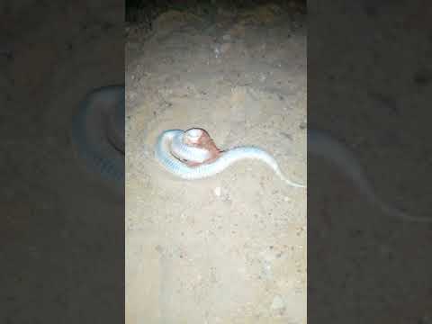 صراع مع الموت 