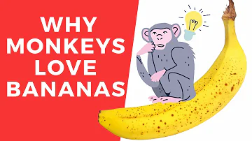 Do monkeys eat bananas?