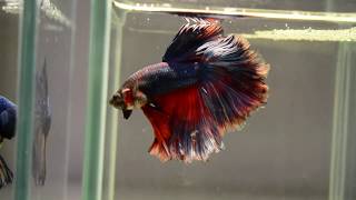 1600 - Multicolour Halfmoon Rosetail Male Betta