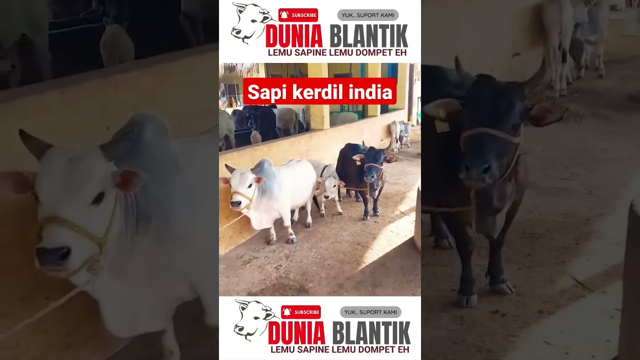 Sapi Kerdil lucu dari india
