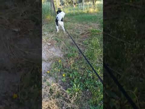 Greek shepherd dog