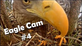 Eagle Cam #4 - Baron Blue - White Tailed Eagles Nest Live