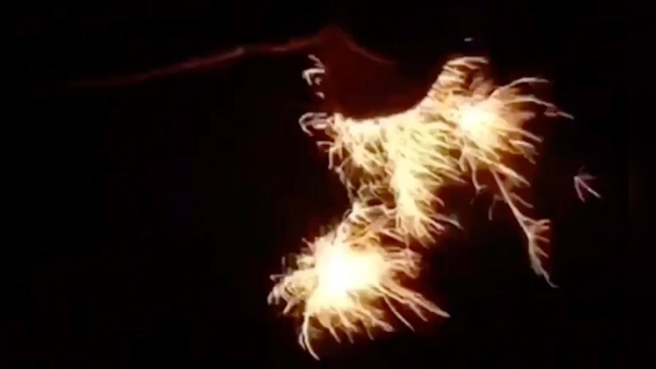 にんじん 平方 血まみれ 線香 花火 願い事 Plumbers Spring Com