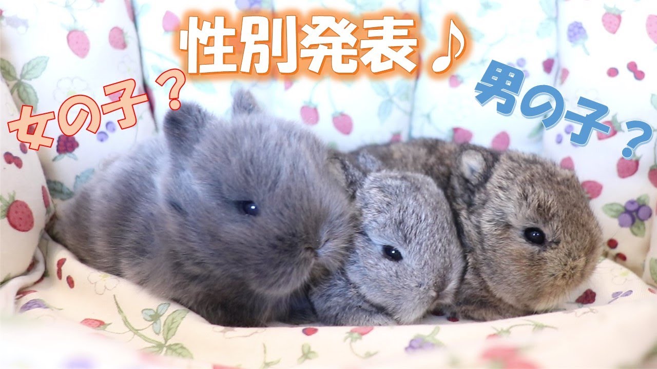 うさぎの赤ちゃん】性別は生後2週間程度で分かる♪ - YouTube