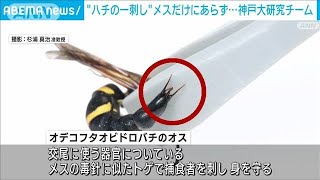 メスだけじゃなかった　刺すオスも…ドロバチに毒針に似せた「偽の針」(2022年12月27日)