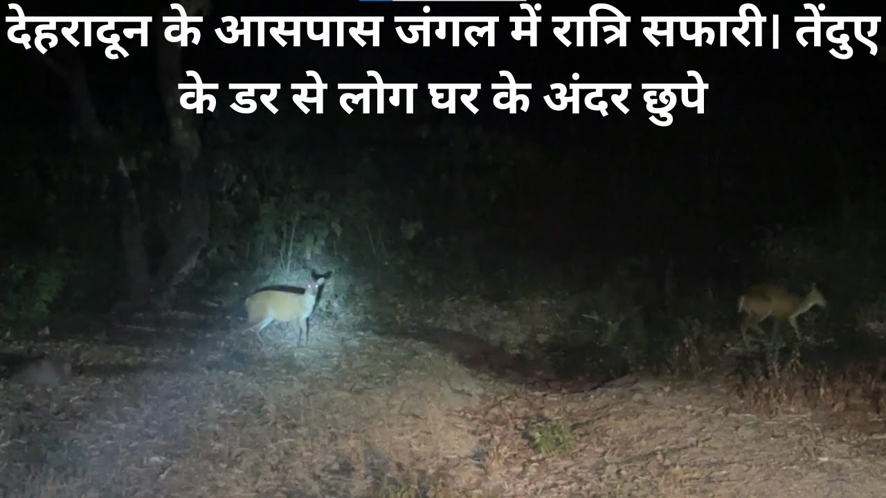 देहरादून के आसपास जंगल में रात्रि सफारी। तेंदुए के डर से लोग घर के अंदर छुपे  