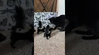 Curious Black Cat Approaches Baby Skunks - 1443869