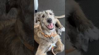 All of us when Willow comes to the office. #lawoffice #puppy #irishwolfhound