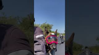 Pack The Pack That Rides Together, Stays Together.