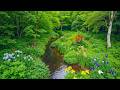 Gentle Relaxing Music Soothing Piano Music Helps Heal The Soul Nature Sounds For Stress Relief