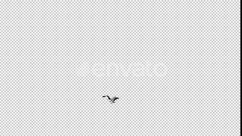 Swallowtail Kite - 4K Flying Transition - II | Motion Graphics - Envato elements