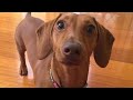 Funny and playful time with Dachshund dogs videos compilation