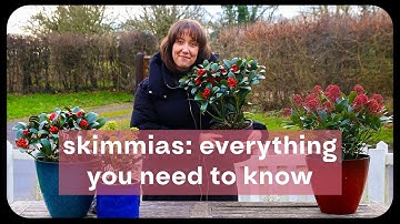 Skimmia: the perfect low maintenance evergreen shrub